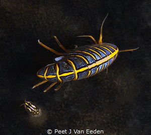 Hunchback Amphipod and friend by Peet J Van Eeden 